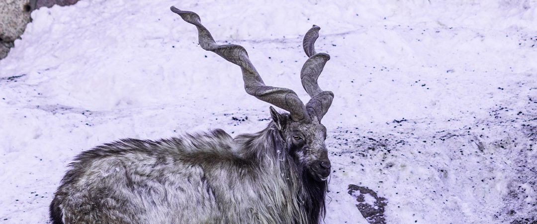 Markhor – The King of the Wild Goats