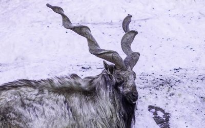 Markhor – The King of the Wild Goats