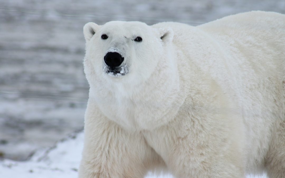 How Animals Survive In The Freezing Polar Conditions
