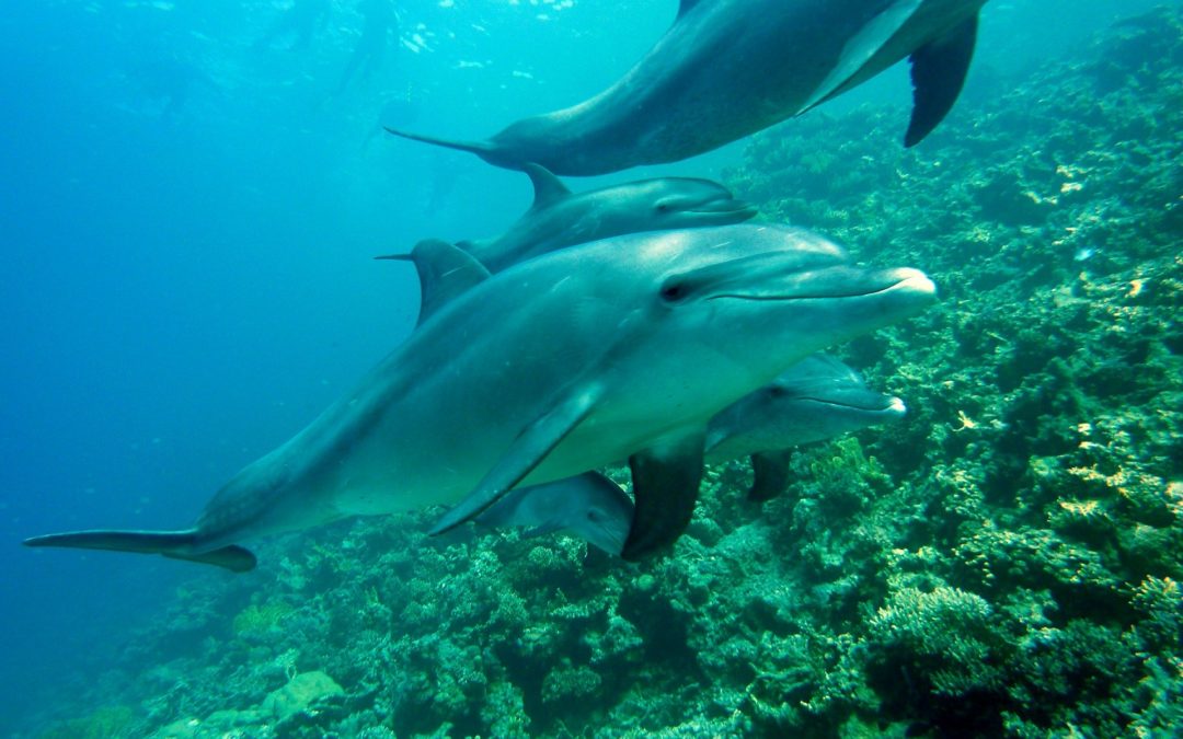 The World Of Cute And Adorable Dolphins